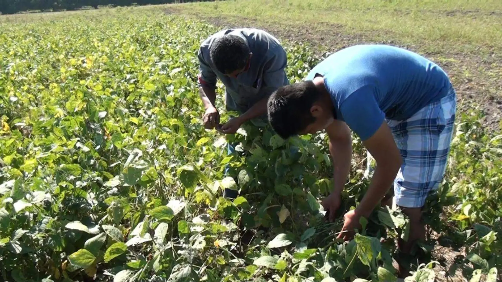 Producción de soya